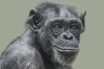 chimpanzé