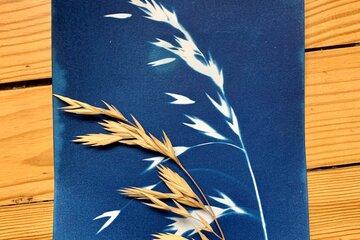 Cyanotype végétal