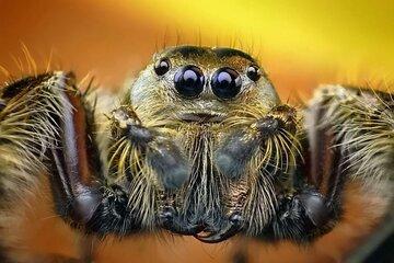 yeux d'araignées