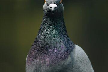 Photo de Jorge Alcalá: https://www.pexels.com/fr-fr/photo/nature-oiseau-bec-colombe-19121384/