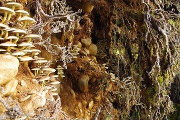 Racines et champignons