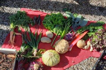 Légumes de Semailles
