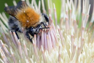 insecte qui se nourrit de pollen 