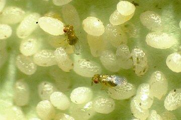Trichogrammes