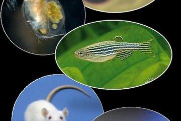 espèces modèles pour les tests d'écotoxicité