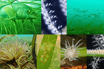biodiversité des herbiers