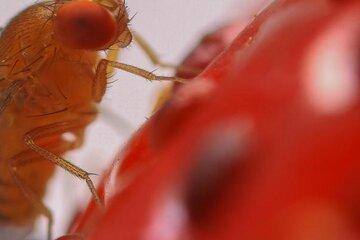 Drosophila suzukii 