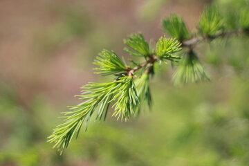 un dîner sur le thème des plantes comestibles.