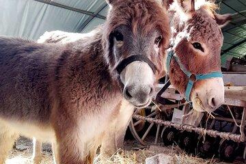 Photo visite de ferme