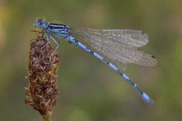 Agrion de Mercure