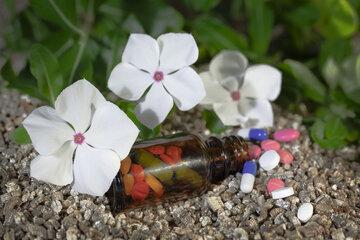 illustration de la pervenche de Madagascar, une plante médicinale