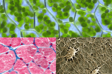 cellules