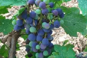 Visites de fermes
