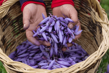 Visites de fermes