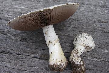 Agaric