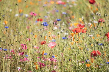 champ de fleurs