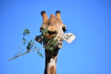 Une girafe de face qui mange les feuilles d'une branche.