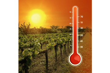 Gout et climat
