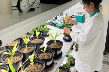 Dans le cadre du projet ACLiMAP, plusieurs plantes aromatiques sont cultivées dans des conditions bien particulières dans des chambres d'acclimatation.