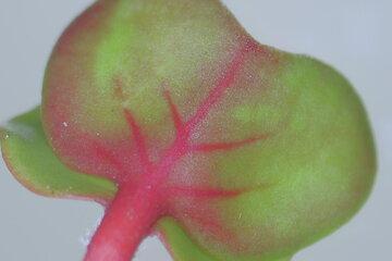 image d'une feuille de radis juste après la germination