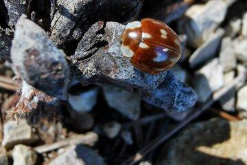 Entre coccinelles et punaises