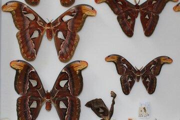 Insectes d’ici et d’ailleurs