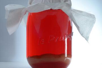 Kombucha