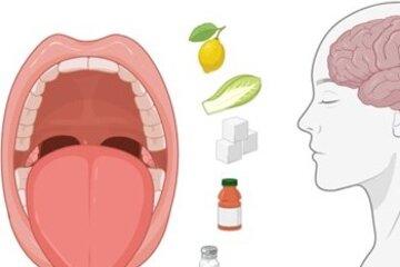 Langue au cerveau