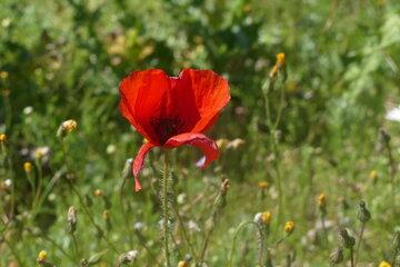 Coquelicot Papaver Rhoeas