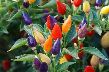 Piments piquants 