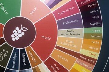 Détail d'une roue des arômes du vin
