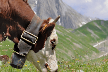 Les vaches abondances pâturent dans les alpages et participent à la richesse des paysages et des produits de montagne.