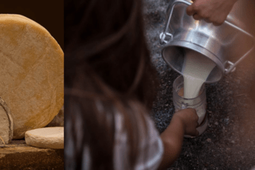 Du lait fraîchement récolté aux meules affinées, la fabrication du fromage repose sur des transformations biologiques et des savoir-faire transmis au fil des générations.
