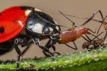 la coccinelle, un prédateur de pucerons