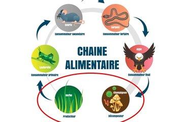 chaine alimentaire