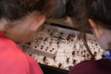 Insectes au microscope
