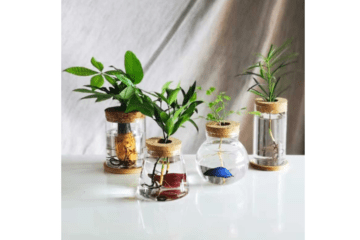 boutures de plantes