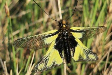 Sur la piste des insectes