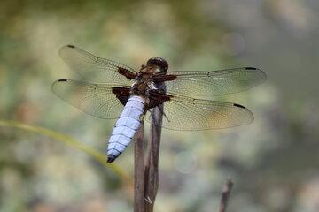 Insectes : les architectes du vivant