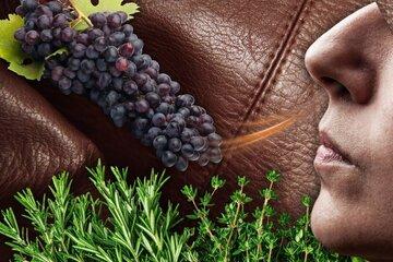 Le parfum secret des fermentations