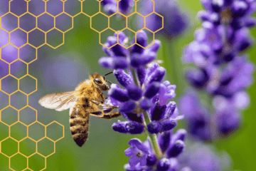 Les super-pouvoirs des abeilles