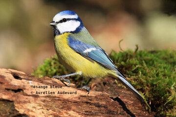 Mésange bleue