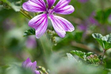 Cueillette et dégustation de plantes sauvages de saison