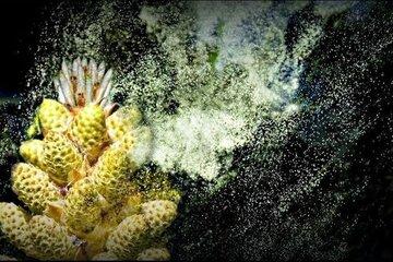 Pollen
