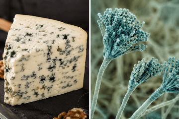 part de fromage bleu et représentation d'un penicillium