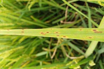Feuille de riz infectée par une bactérie