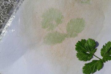 une photo faite avec de la chlorophylle