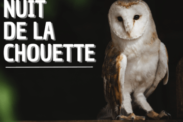 Chouette effraie