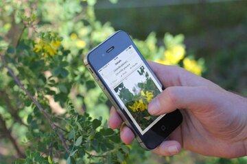 Gros plan sur le téléphone d'une personne utilisant une application de reconaissance naturaliste.
