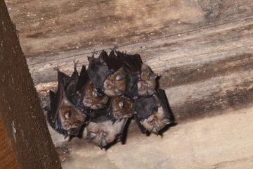 Chauves‑souris